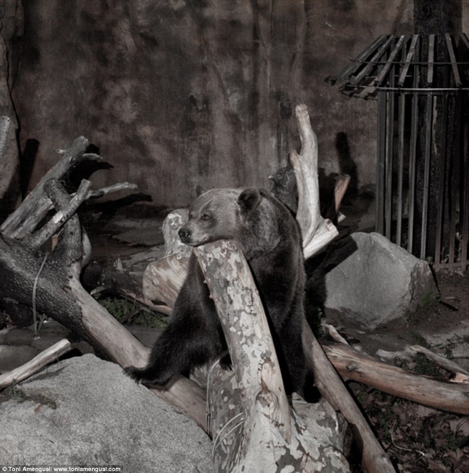 Το τίμημα της ελευθερίας: Συγκλονιστικά στιγμιότυπα θλιμμένων ζώων σε ζωολογικό κήπο [εικόνες] | iefimerida.gr 3