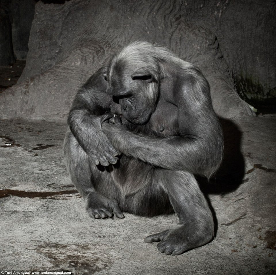 Το τίμημα της ελευθερίας: Συγκλονιστικά στιγμιότυπα θλιμμένων ζώων σε ζωολογικό κήπο [εικόνες] | iefimerida.gr 0