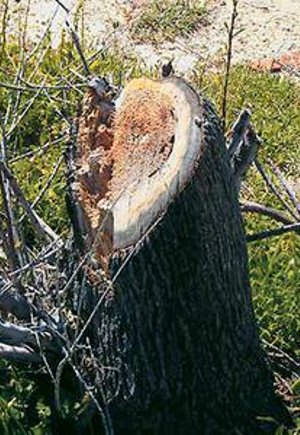 «Γιαπί» αρχαιολογικός χώρος στην Αίγινα - Μπουλντόζες ισοπέδωσαν δέντρα για να μπουν ομπρέλες [εικόνες] | iefimerida.gr 2