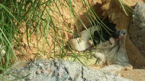 Ο χώρος προσωρινής στάθμευσης της Λ.Αθηνών στο Χαϊδάρι που μετατράπηκε σε απέραντο σκουπιδότοπο [εικόνες] | iefimerida.gr 4