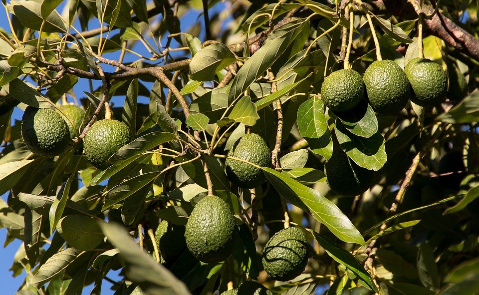 Περίφημα τα αβοκάντο των Χανίων