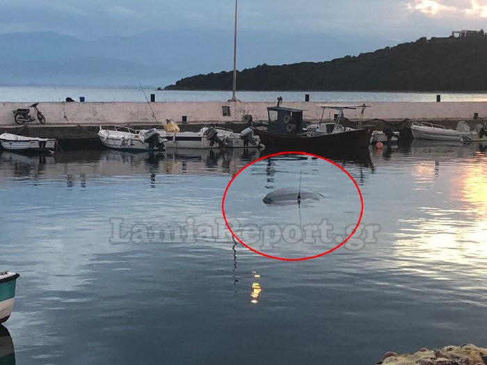 Αχλάδι: Αυτοκίνητο έπεσε στη θάλασσα -Μόνο η κεραία του φαινόταν [εικόνες] | iefimerida.gr 3