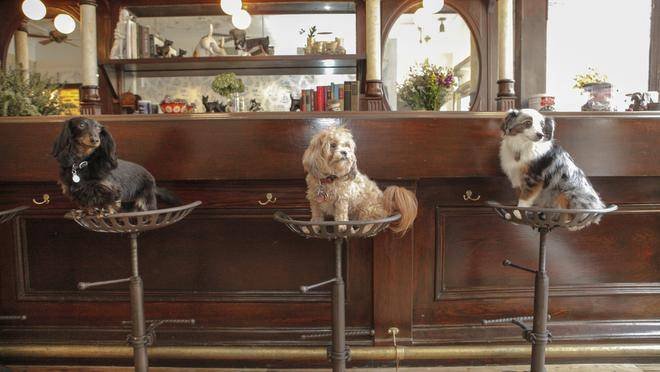 Κυριλέ μπαρ για σκύλους στο κέντρο της Νέας Υόρκης [εικόνες] | iefimerida.gr 1