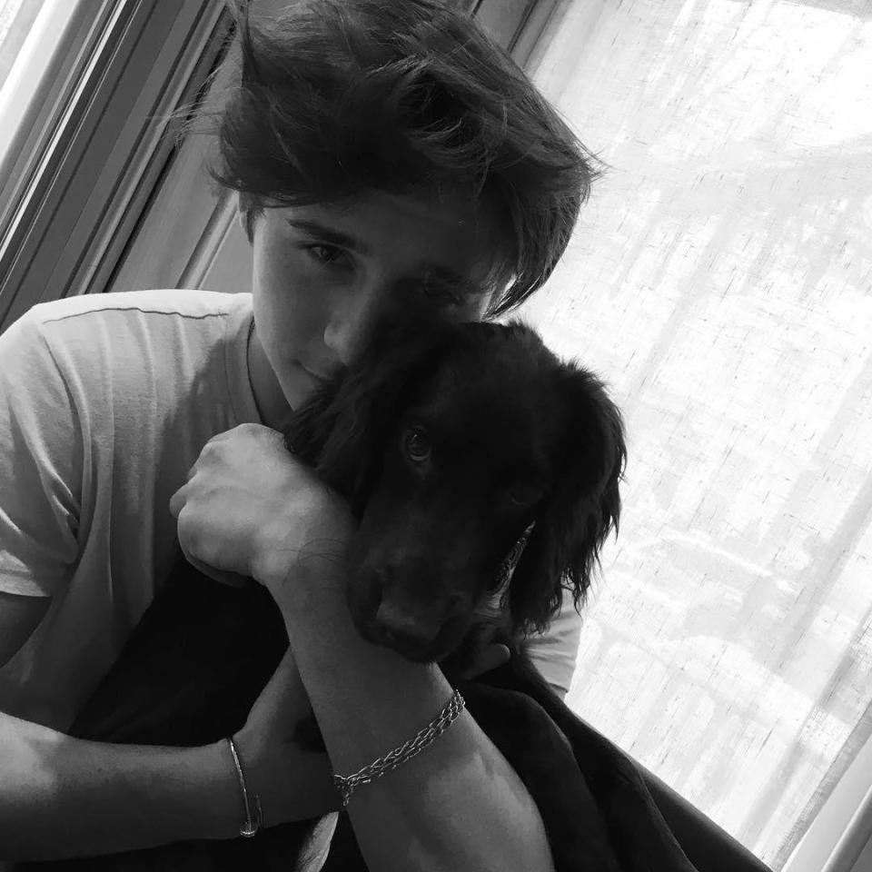 To Instagram οργίασε με την LV κουβέρτα του σκύλου του Ντέιβιντ Μπέκαμ [εικόνες] | iefimerida.gr 1