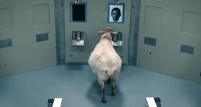 Τα πρόβατα μπορούν να αναγνωρίσουν ανθρώπινα πρόσωπα μέσα από φωτογραφίες! [βίντεο] | iefimerida.gr 0