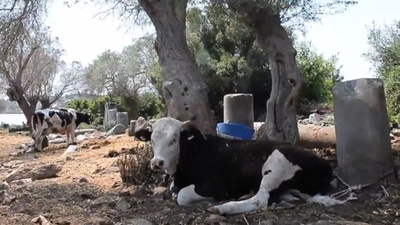 Απίστευτο: Η Τουρκία πουλά αρχαία ελληνική πόλη -Εναντι 5,6 εκατ. λιρών | iefimerida.gr 2