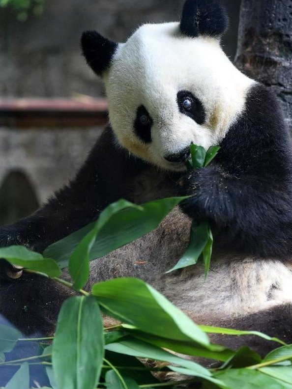 Πέθανε το γηραιότερο πάντα -Η Μπάσι, διάσημη μασκότ των Αγώνων του Πεκίνου το 1990 [εικόνα]  | iefimerida.gr 2