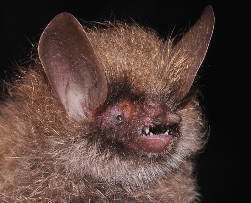 Νέα είδη υπό εξαφάνιση ανακάλυψαν επιστήμονες στη Καμπότζη [εικόνες] | iefimerida.gr 2