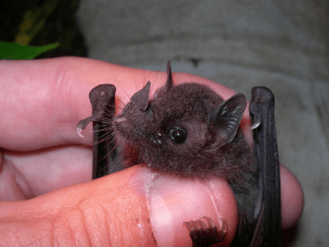 Η σπάνια Νυχτερίδα Anoura Fistulata που... βγάζει γλώσσα [εικόνες + βίντεο] | iefimerida.gr 4