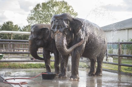 Τι γίνονται οι ελέφαντες του τσίρκου όταν γεράσουν [εικόνες] | iefimerida.gr 2