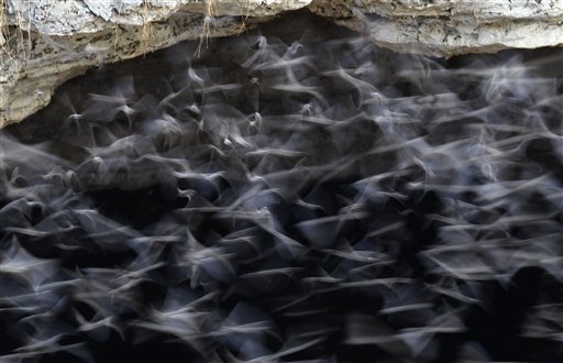 Η σπηλιά με τις 20 εκατ. νυχτερίδες -Τις λατρεύουν οι αγρότες, τις μισούν οι πιλότοι [εικόνες] | iefimerida.gr 0