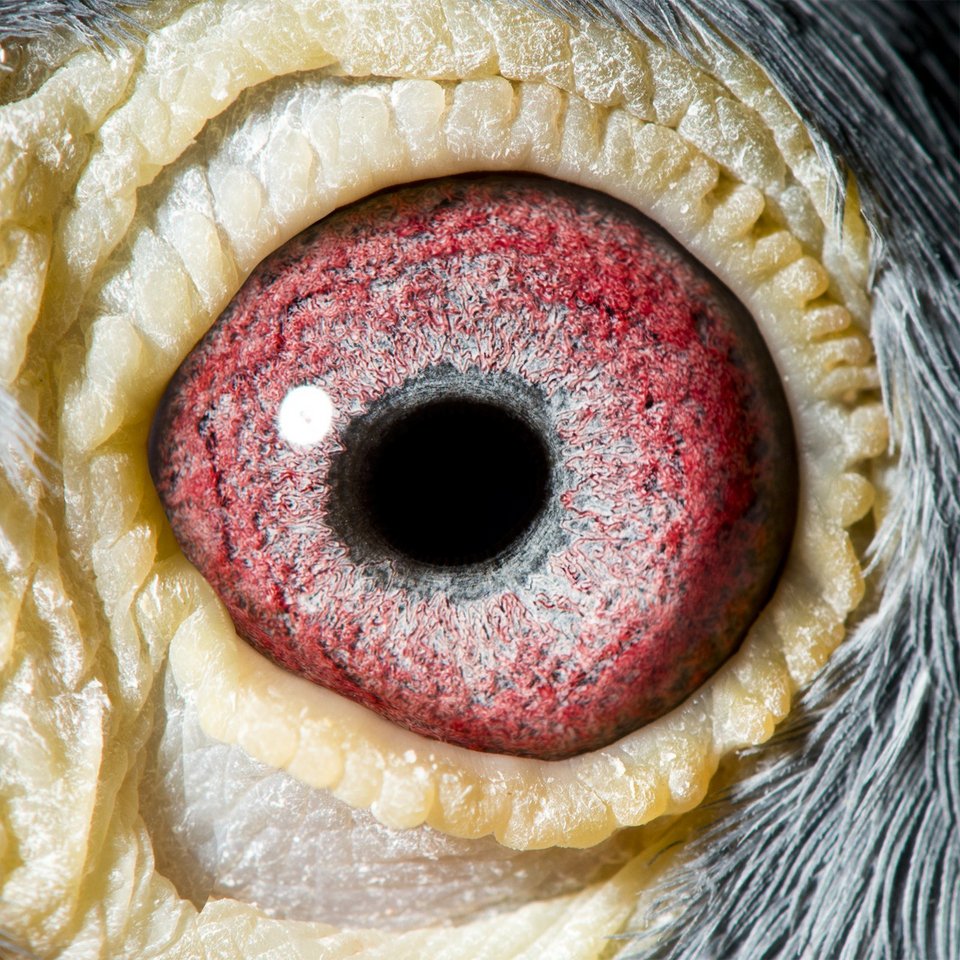 Αυτό είναι το ακριβότερο αγωνιστικό περιστέρι στον κόσμο ονόματι Γιουσέιν Μπολτ [εικόνες] | iefimerida.gr 0