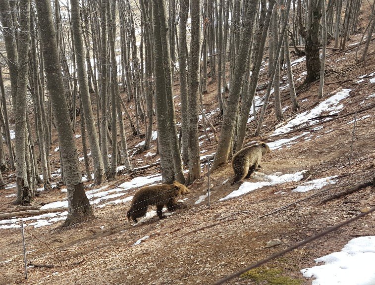 Ηρθε η άνοιξη! Ξύπνησαν οι αρκούδες στον Αρκτούρο [εικόνες] | iefimerida.gr 1