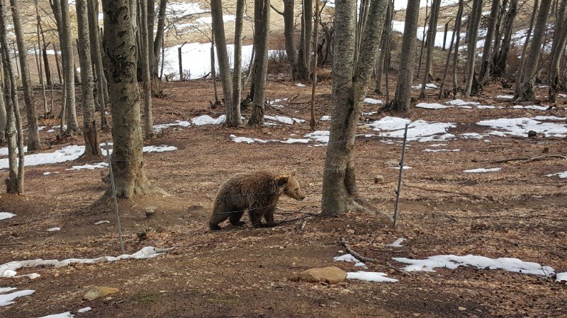 Ηρθε η άνοιξη! Ξύπνησαν οι αρκούδες στον Αρκτούρο [εικόνες] | iefimerida.gr 0