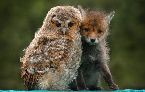 Απρόσμενες φιλίες στο ζωικό βασίλειο -Εχθροί που γίνονται «κολλητοί» [εικόνες] | iefimerida.gr 0