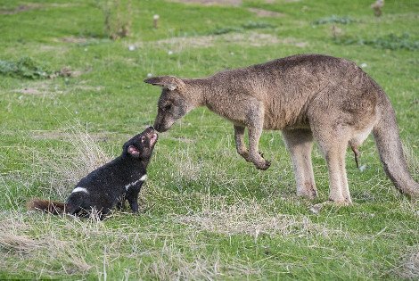Απρόσμενες φιλίες στο ζωικό βασίλειο -Εχθροί που γίνονται «κολλητοί» [εικόνες] | iefimerida.gr 10