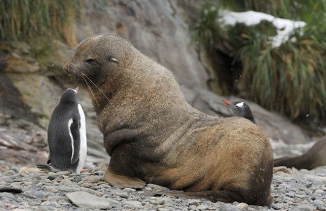 Απρόσμενες φιλίες στο ζωικό βασίλειο -Εχθροί που γίνονται «κολλητοί» [εικόνες] | iefimerida.gr 11