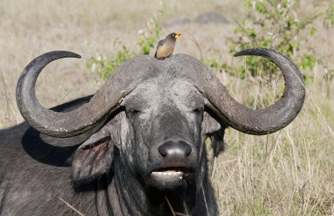 Απρόσμενες φιλίες στο ζωικό βασίλειο -Εχθροί που γίνονται «κολλητοί» [εικόνες] | iefimerida.gr 12