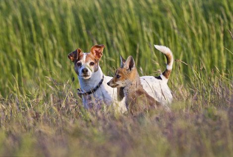 Απρόσμενες φιλίες στο ζωικό βασίλειο -Εχθροί που γίνονται «κολλητοί» [εικόνες] | iefimerida.gr 13