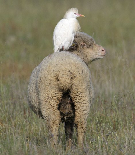 Απρόσμενες φιλίες στο ζωικό βασίλειο -Εχθροί που γίνονται «κολλητοί» [εικόνες] | iefimerida.gr 14
