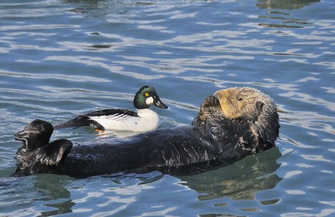 Απρόσμενες φιλίες στο ζωικό βασίλειο -Εχθροί που γίνονται «κολλητοί» [εικόνες] | iefimerida.gr 1