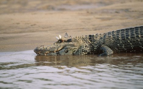 Απρόσμενες φιλίες στο ζωικό βασίλειο -Εχθροί που γίνονται «κολλητοί» [εικόνες] | iefimerida.gr 2