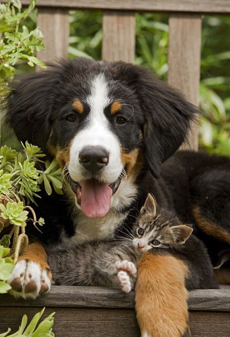 Απρόσμενες φιλίες στο ζωικό βασίλειο -Εχθροί που γίνονται «κολλητοί» [εικόνες] | iefimerida.gr 3
