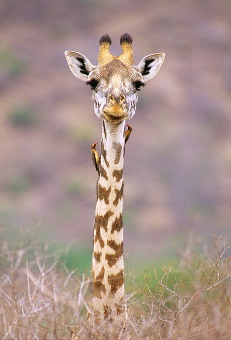 Απρόσμενες φιλίες στο ζωικό βασίλειο -Εχθροί που γίνονται «κολλητοί» [εικόνες] | iefimerida.gr 4