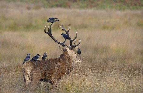 Απρόσμενες φιλίες στο ζωικό βασίλειο -Εχθροί που γίνονται «κολλητοί» [εικόνες] | iefimerida.gr 5