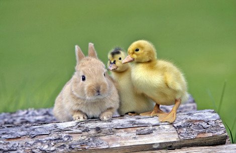 Απρόσμενες φιλίες στο ζωικό βασίλειο -Εχθροί που γίνονται «κολλητοί» [εικόνες] | iefimerida.gr 6