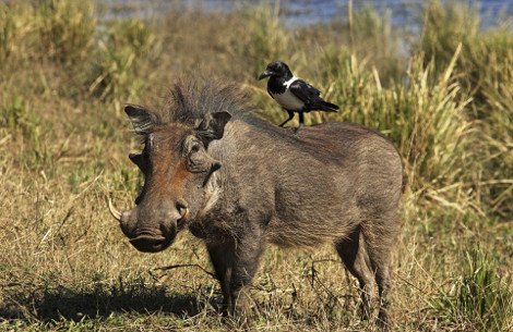 Απρόσμενες φιλίες στο ζωικό βασίλειο -Εχθροί που γίνονται «κολλητοί» [εικόνες] | iefimerida.gr 7