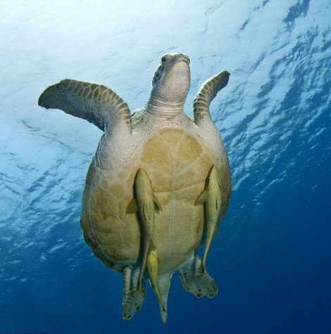 Απρόσμενες φιλίες στο ζωικό βασίλειο -Εχθροί που γίνονται «κολλητοί» [εικόνες] | iefimerida.gr 8