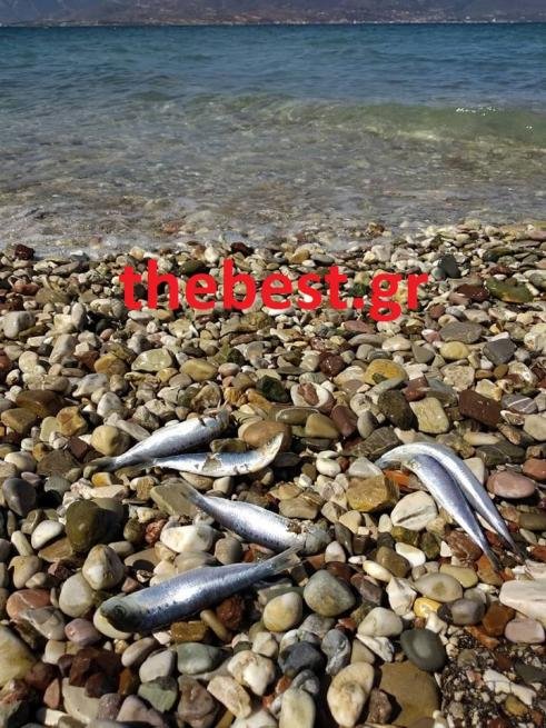 Πάτρα: Γέμισε νεκρές σαρδέλες η παραλία του Αγίου Βασιλείου [εικόνες] | iefimerida.gr 5