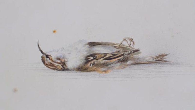 Ανταρκτική: Εξερευνητές βρήκαν πίνακα ζωγραφικής 118 χρόνων [εικόνα-βίντεο]  | iefimerida.gr 0