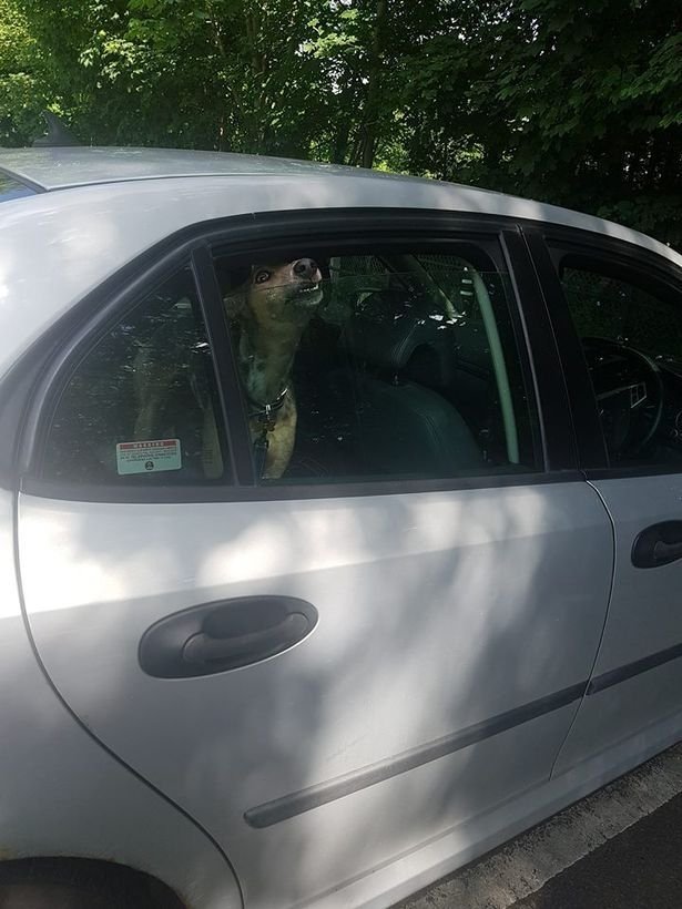 Σκύλος κλαίει και ουρλιάζει επειδή ο ιδιοκτήτης του τον κλείδωσε στο ΙΧ μέσα στον καύσωνα [εικόνες] | iefimerida.gr 0