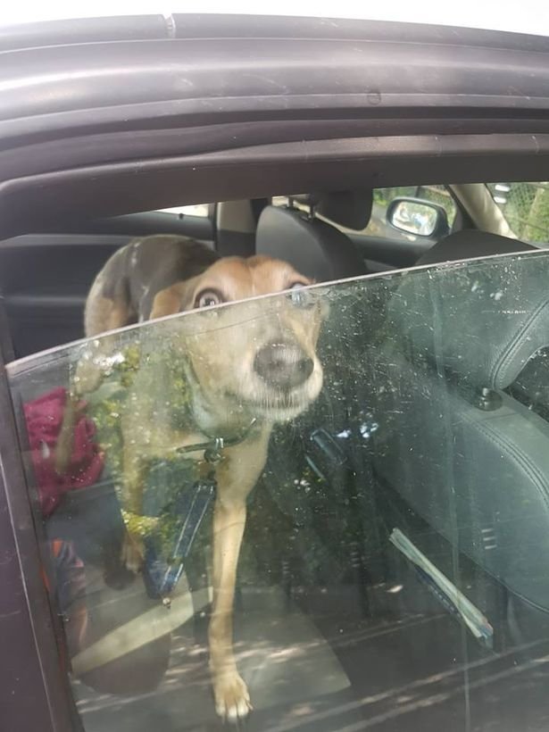 Σκύλος κλαίει και ουρλιάζει επειδή ο ιδιοκτήτης του τον κλείδωσε στο ΙΧ μέσα στον καύσωνα [εικόνες] | iefimerida.gr 1