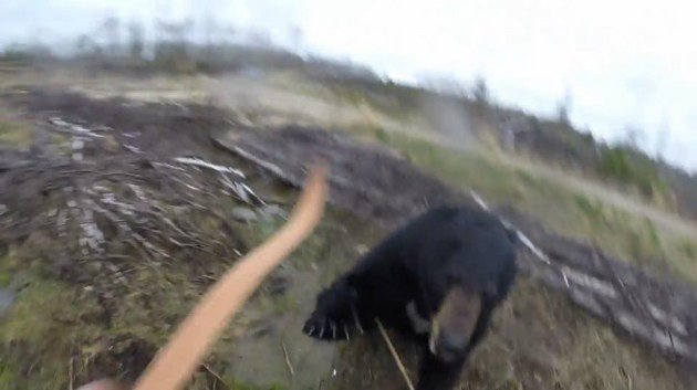 Τρομακτικό βίντεο: Aρκούδα επιτίθεται σε κυνηγό [εικόνες & βίντεο]  | iefimerida.gr 0