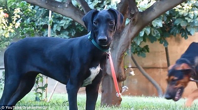 Εθελοντές στον Πειραιά έσωσαν ετοιμοθάνατη σκυλίτσα -Η νέα ζωή της έγινε θέμα στη Daily Mail [εικόνες] | iefimerida.gr 2