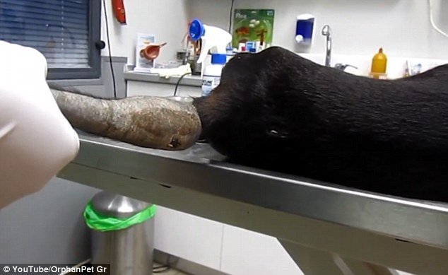 Εθελοντές στον Πειραιά έσωσαν ετοιμοθάνατη σκυλίτσα -Η νέα ζωή της έγινε θέμα στη Daily Mail [εικόνες] | iefimerida.gr 0