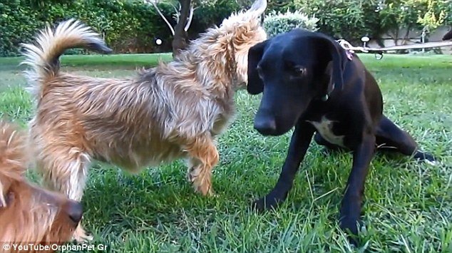 Εθελοντές στον Πειραιά έσωσαν ετοιμοθάνατη σκυλίτσα -Η νέα ζωή της έγινε θέμα στη Daily Mail [εικόνες] | iefimerida.gr 3