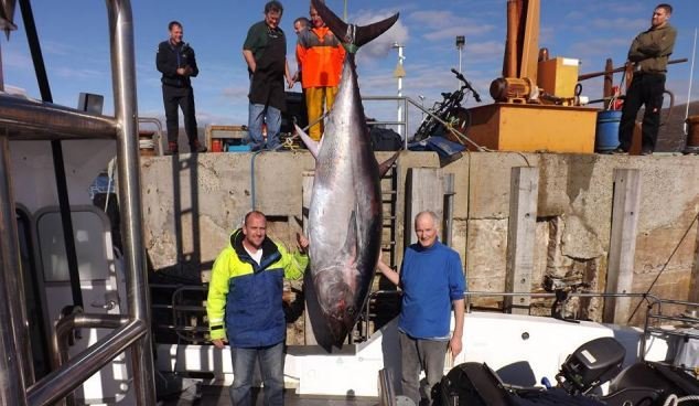 Τόνο 233 κιλών έπιασαν ψαράδες στη Σκωτία [εικόνα] | iefimerida.gr 0
