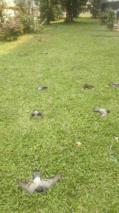 Πνίγεται στο νέφος η Σιγκαπούρη: Τα πουλιά πέφτουν νεκρά από τον ουρανό [εικόνα] | iefimerida.gr 1