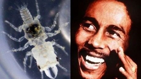 Όταν οι επιστήμονες έχουν κέφια κάνουν τη Μπιγιονσέ αλογόμυγα και το Μπους σκαθάρι | iefimerida.gr 1