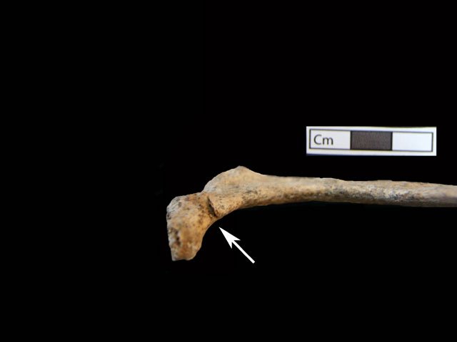 Ο δολοφόνος της Αμφίπολης -Αγριο θάνατο βρήκαν οι νεκροί του τάφου [εικόνες] | iefimerida.gr 1