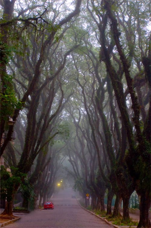 Ετσι είναι ο πιο όμορφος δρόμος του κόσμου -Πού βρίσκεται και γιατί αποτελεί περιβαλλοντική κληρονομιά [εικόνες] | iefimerida.gr 0