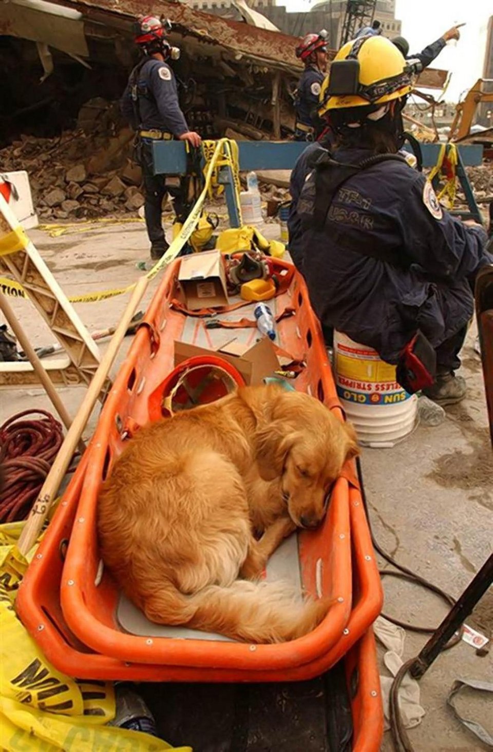 Ενας άγνωστος ήρωας της 11ης Σεπτεμβρίου - Ο σκύλος διασώστης [εικόνες] | iefimerida.gr 3