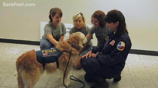 Ενας άγνωστος ήρωας της 11ης Σεπτεμβρίου - Ο σκύλος διασώστης [εικόνες] | iefimerida.gr 5