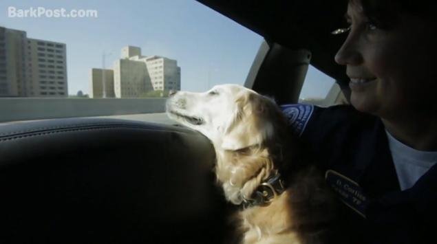 Ενας άγνωστος ήρωας της 11ης Σεπτεμβρίου - Ο σκύλος διασώστης [εικόνες] | iefimerida.gr 4