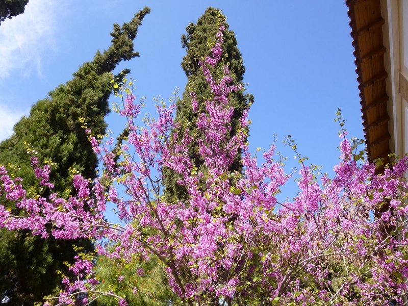 Για πρώτη φορά: Ανοίγει ο κήπος της Βρετανικής Σχολής -Στην καρδιά της Αθήνας [εικόνες] | iefimerida.gr 2