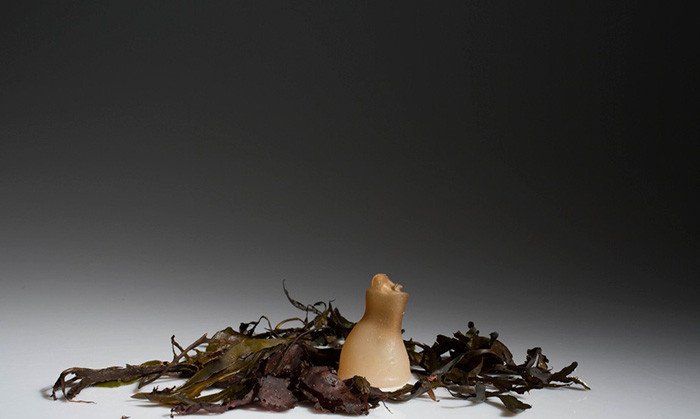 Μπουκάλια από φύκια -Βιοδιασπώνται μόλις αδειάσουν [εικόνες]  | iefimerida.gr 6